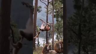 KURAGAN THAAZHE VEENU #monkey #animals #nature #short #shorts #love