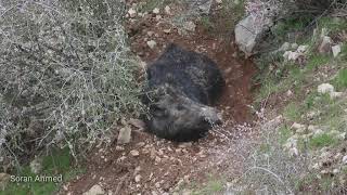 بەراز لە کاتی خەودا - الخنزیر  نائم -  wild boar sleeping inside the shelter