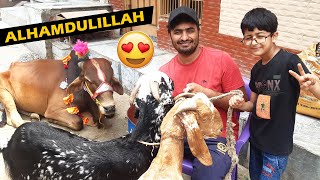 ALHAMDULILLAH ❤️ HAMARE QURBANI KE JANWAR 🐄🐮 BAKRA EID 2023 | EID AL-ADHA MUBARAK