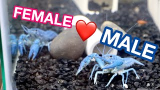 HOW TO PAIR CRAYFISH