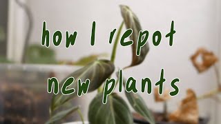 HOW TO REPOT A NEW PLANT | philodendron melanochrysum