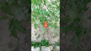 First Ripe Tomato of 2023.