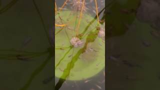 Feed baby tilapia