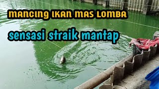 Mancing Empang Ikan Mas Lomba Harian di Empang Bang Godin ada 34 lapak