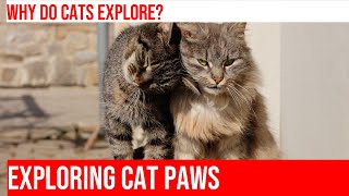 Cats' Sense of Discovery: Exploring with their Paws!