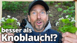 Diese Heilpflanze schlägt Knoblauch um Längen (auch geschmacklich!)