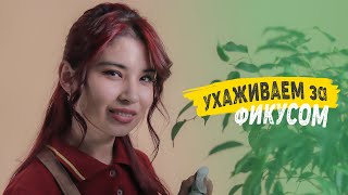 Как ухаживать