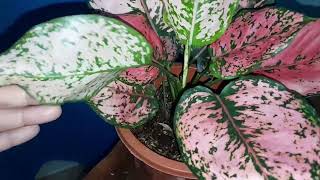 Aglaonema Pink Hybrid Kamkoon