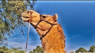 Desert 🏜️ Beautiful camel 🐫. #trending #camel #SaudiCamel #utube