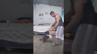 El baile del perrito