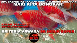 TOPIK SENSITIF! BETINA FULL MERAH?! KRITERIA INDUK ARWANA SUPER SEPERTI APA? KUPAS TUNTAS!