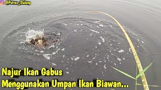 najur ikan gabus babon menggunakan umpan ikan biawan || Putra sialang