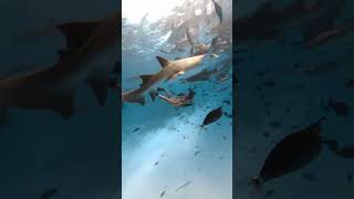 Diving with Nurse Sharks