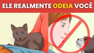 10 Sinais De Que Um Gato Realmente Odeia Você (Dica Animal)