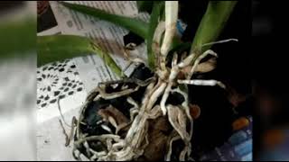 Cattleya Orchids Repotting Full Tutorial / കാറ്റലേയ ഓർക്കിഡ് നടുന്ന വിധം