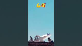 🥰🥰#kabootar  #kabootarlover #foryourpage #vireal_video_#trending #pigeonlover #foyou #pigeon #shorts