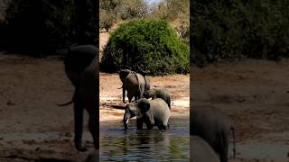 Baby Elephant Playing in the Water #animals #elephant #wildlife #shorts