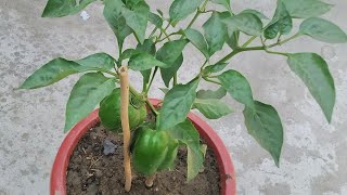 how to repot / grow shimla mirch || soil mix for shimla mirch || #shimlamirch #mysmallgarden