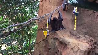 বাদুড় কি মুখ দিয়ে মল ত্যাগ করে...? 😄🤔🦇🦇 || Do bats poop from their mouth ||