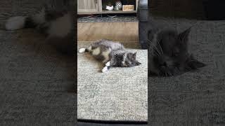 Sleepy cat #shortvideo #dog #dogememe #dogapparel #cat #dogchallenge #dogclothes #challenge #funny