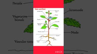 stem and root diagram  / stem and root difference #stemandroot