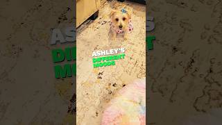 SEE this Adorable Dog’s Pawsome Expressions / Different moods🐶💕#cutedog #TrendingPets#shorts