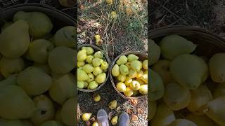 Pear Harvest for Puree #freshfruits  #harvest #pears #theorchard #farming #fruitsandveggies