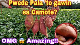 Paano Magtanim Ng Camote Gamit Lang Ang Sako Na Lupa? How To Plant Sweet Potato Using Sack of Soil?