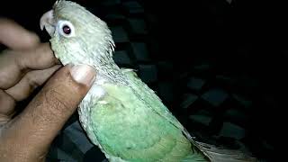 Green cheek conure tame like