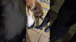 Rough Collies scoffing race -Uther & Bevan devouring dinner