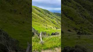 #Sheep gets the best views in #newzealand #nature #views #viral #shorts #ocean #windmill