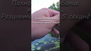 Выманил жереха из травы волкером!  #shorts #рыбалка  #fishing #жерех