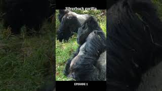 Interesting facts about the silverback mountain gorillas (shorts)- Go gorilla trekking in Rwanda