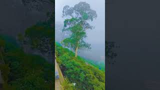 kotagiri bus stand @short video