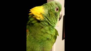 Amazon parrot at Rhonda's Aviary