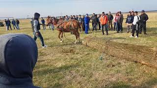 Concurs tractiune cai la sarbatoarea comunei Curtisoara 4 2017