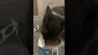 My little boy loves can food