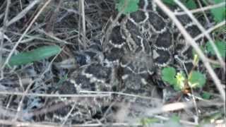 Rattlesnake in my backyard!!!