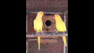 Mashallah Yellow Ringneck 🥰