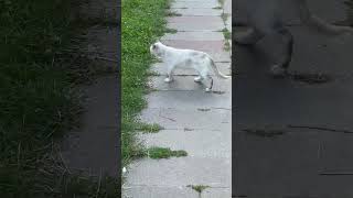 Отдыхающий белый кот #animal #cat #кошки #кошкивидео