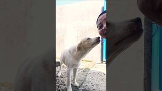 So cute‼️kiss mom..😘❤#trending#viralvideo#funny#dog#shorts