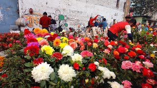 Kolkata Flower Plants Market At Galiff Street | Kolkata Biggest Pet Market