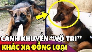 Bất lực với chú chó 'CẢNH KHUYỂN VÔ TRI' khác xa với vẻ ngầu lòi của đồng loại 😅 | Gâu Đần