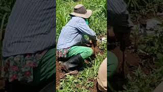 intercrop sugarcane/maize https://youtube.com/@johnlapzfarm #rural#farming