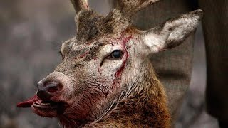 Zombie Deers and Zombie Ants - Zombie Animal Diseases: Nature's Horror Movie Fact