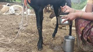 Goat milking by hands 🥰