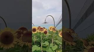 Singapore Changi Airport Terminal 2～Sunflower Garden向日葵🌻花园