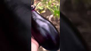 Harvesting Eggplants in my Garden