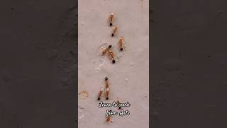 Fire Ants | Let's Learn to work hard @ the right time form these small creatures| #Shorts