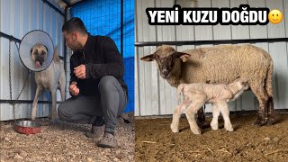 KOYUN DOĞUM YAPTI KANGAL HAYAL TEKRAR AMELİYAT OLDU